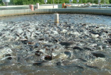 Advantages of fish farm business in India