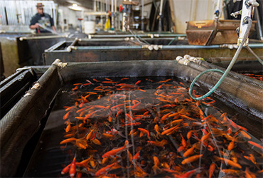 Biofloc fish farming-biofloc technology for fish farming