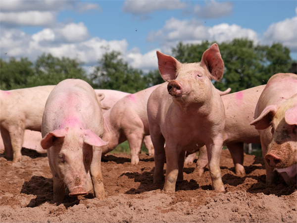 Effects of feed processing technology on pig growth performance