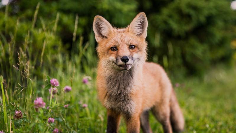 Fox Food Production Line