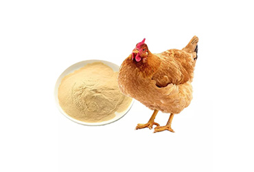 Functions of chicken feed additives and its ingredients