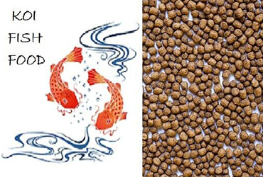 How to choose fish feeds