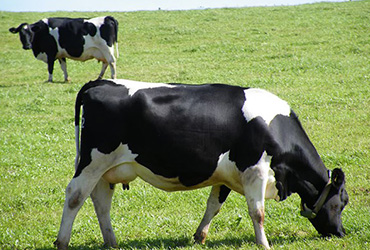 How to improve thin milk production in dairy cows