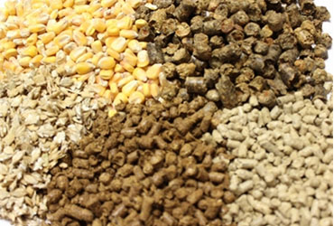 How to prepare your own fish feed