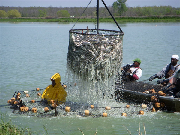 Introduction to one type fish--catfish