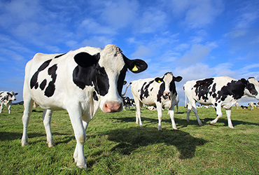 Nighttime management of dairy cows