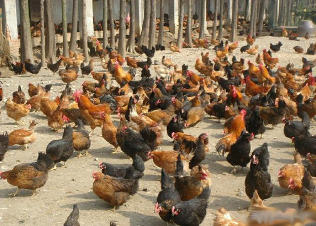 Physiological characteristics of laying hens at different stages