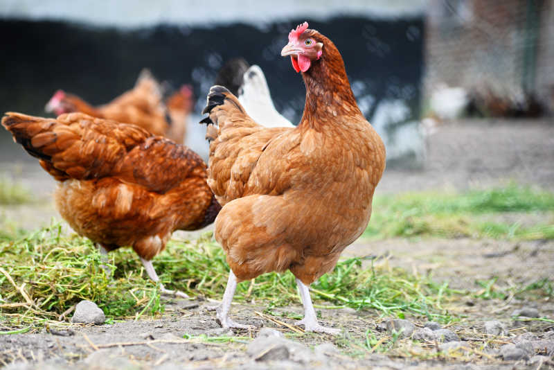 Precautions for feeding chickens with concentrated feed