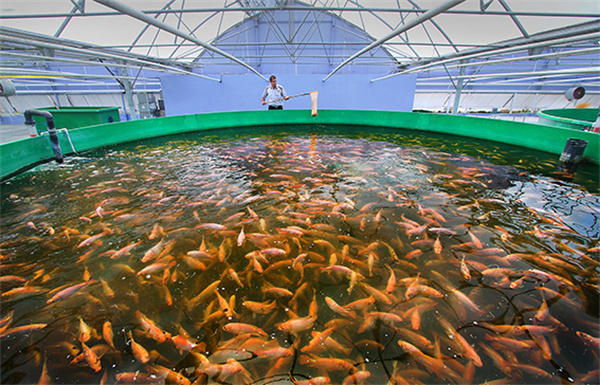 Seven key points of fish farming in high temperature season