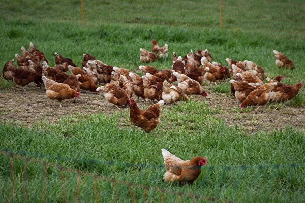 The effect of folic acid on chickens