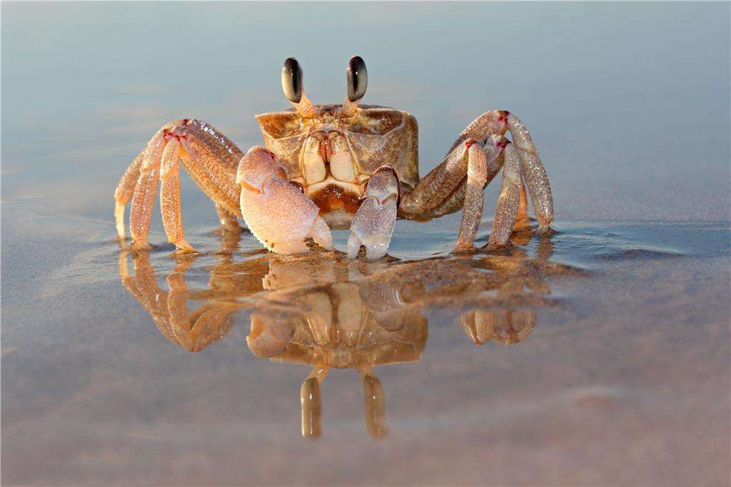 Crab Feed Pellet Production Line