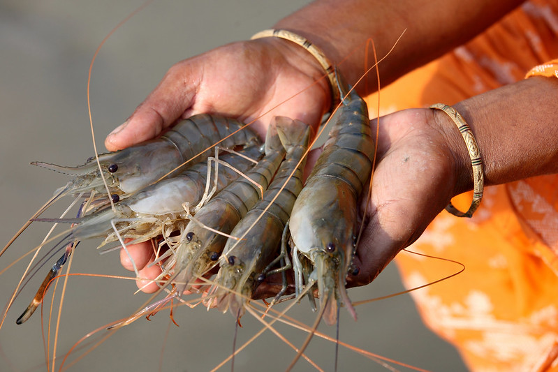 Shrimp Feed Pellet Production Line